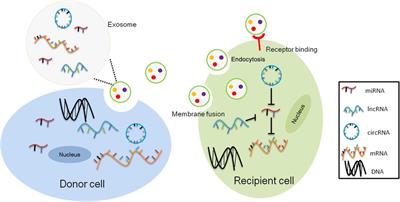 Frontiers | Stem cell-derived exosomal transcriptomes for wound 